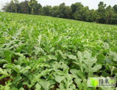 广西扶绥黑美人：东门镇何立宁