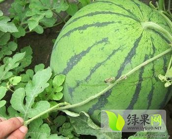 2014年河南南乐京欣价格