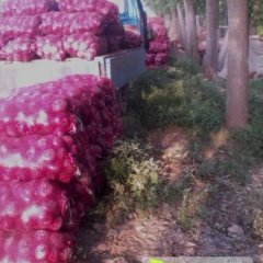 江苏丰县圆葱（卡木一）洋葱：首羡镇