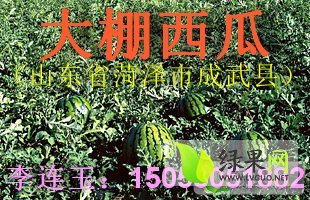 双星、红光价格