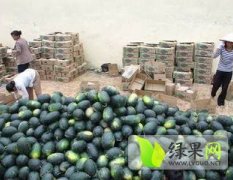 西瓜已经上市欢迎致电广西扶绥黑美人金牌代办小郭