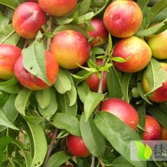 湖北宜城油桃--毛桃：邓林 贺伟