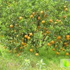 湖南江永江永夏橙3.5元/斤包园