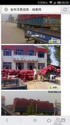 山东安丘红皮洋葱今日价格0.3-0.35元/斤