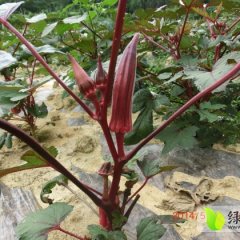 广西兴宁黄秋葵：五塘镇青菜