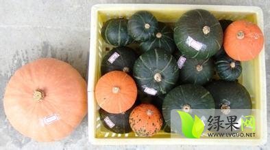 河北清苑金红冠南瓜开始上市 价格以电联为准