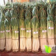 山东大量地膜大葱正在上市