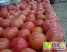 辽宁太和金鹏西红柿今天价格1.3-1.4元每斤
