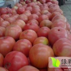 辽宁太和金鹏西红柿今天价格1.3-1.4元每斤
