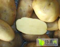 江苏丰县荷兰十五土豆,6月-8月供应