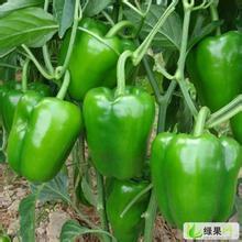 2014年山东青州园椒价格