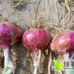 山东金乡红皮洋葱：卜集小刘