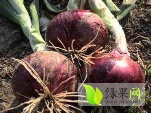 河南滑县大量种植红皮洋葱