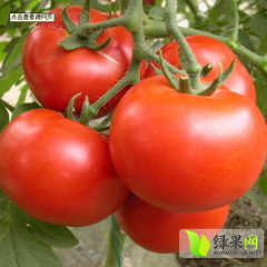 河北昌黎硬粉：靖安镇张先生