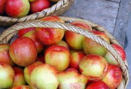 陕西大荔中油12油桃：范家镇白娜