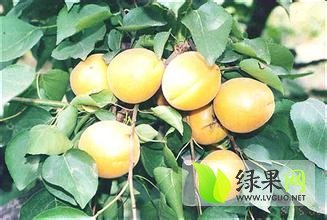 2014年陕西大荔金太阳杏价格
