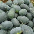 陕西大荔花皮无籽西瓜 质量好 价格低