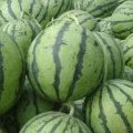 5月山东安丘大量花皮无籽优质西瓜开始供应