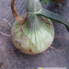 山东临沭红皮洋葱现在有少量上市