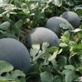 陕西蒲城黑皮无籽西瓜即将上市