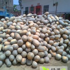 广西隆安县密本南瓜 今天价格在0.45元/斤左右