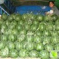 陕西蒲城西瓜种植面积大 品质高 交通方便