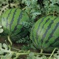 辽宁新民地雷瓜6月上市