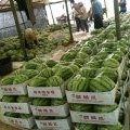 潜江无公害大棚麒麟西瓜即将落蒂 现提前预售