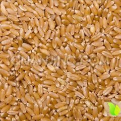 江苏灌云冬小麦：国营农王成