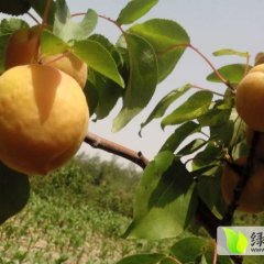 山西临猗金太阳杏子产地还在一直掉价