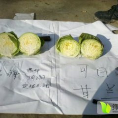 河南新野中甘21甘蓝：绿新合张先生