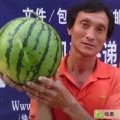安徽蚌埠石湖西瓜大市场：石先生