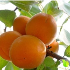 山东费县金太阳杏子 刚上市大量，价格便宜