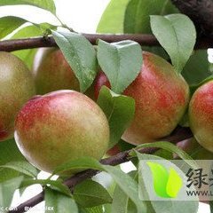 陕西大荔中油5号桃子生产基地