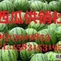 清苑县优质西瓜月底开始上量