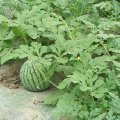 河北雄县大棚麒麟西瓜老任