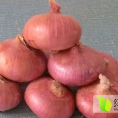山东单县红皮洋葱、大蒜量大价优