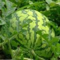 安徽怀远8424西瓜种植农场