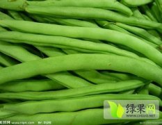天津四季豆六月份开始大量上市