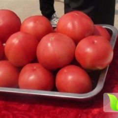 山东台儿庄粉皮西红柿价格为1.3元/斤左右