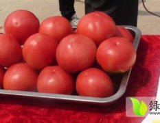 山东台儿庄粉皮西红柿价格为1.3元/斤左右