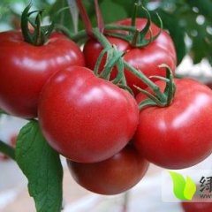 河南中牟粉迪尼217西红柿种植面积大