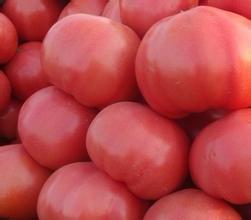 河南卧龙豫艺粉冠西红柿产地量大从优