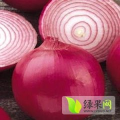江苏万亩红皮洋葱成熟 欢迎实地考察