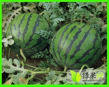 2014年山东郯城8424西瓜价格