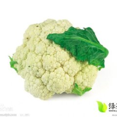 河南扶沟雪宝菜花现有300亩