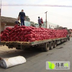 山东圆葱洋葱葱头供应