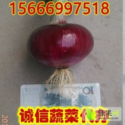 2014年山东郯城红皮洋葱价格