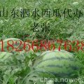 山东泗水京欣龙卷风系列西瓜上市了