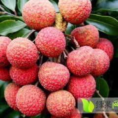 广东省阳江市阳西县上洋镇荔枝已上市